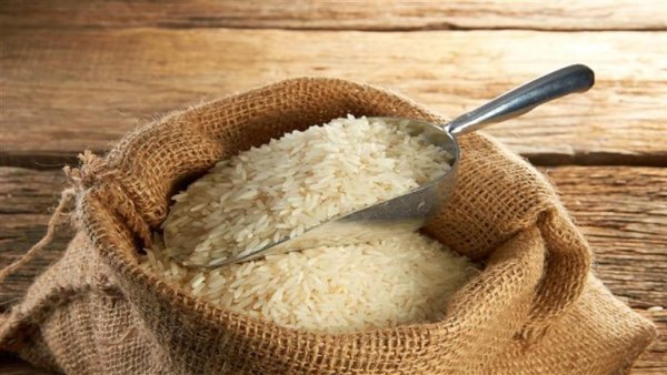 كوريا الجنوبية تنجح في حصاد تقاوي الأرز بـ6 دول إفريقية