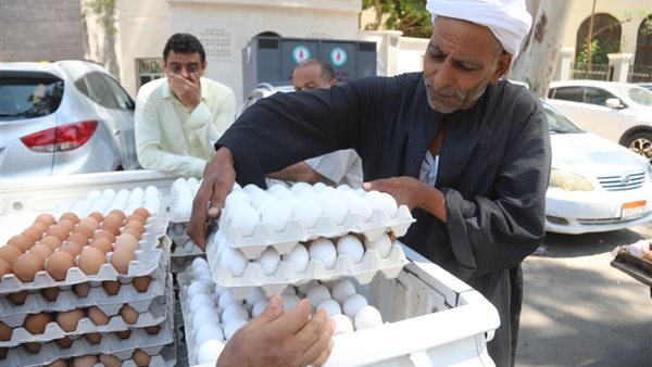 أسعار كراتين البيض في منافذ وزارة الزراعة اليوم