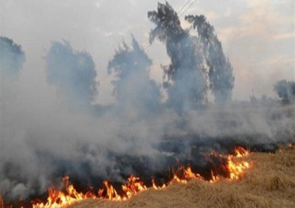 وزيرة البيئة: 1.2 مليار جنيه دخل المزارعين من المكابس بدلا من حرق قش الأرز