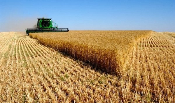 رويترز: مصر منفتحة على عروض توريد القمح من روسيا وأوكرانيا ضمن مناقصة دولية
