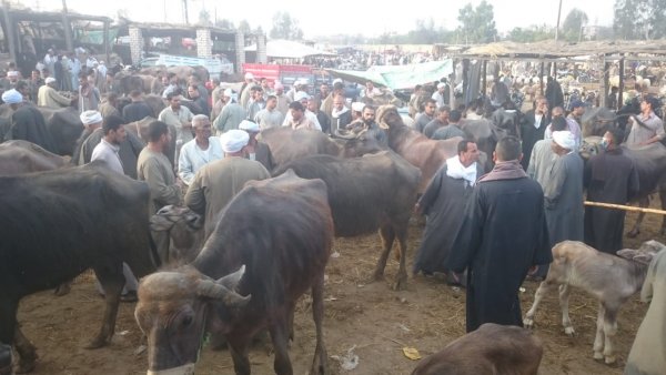 صندوق التأمين على الثروة الحيوانية يطلق  قوافل إرشادية وتوعوية بأسواق الماشية                                                   