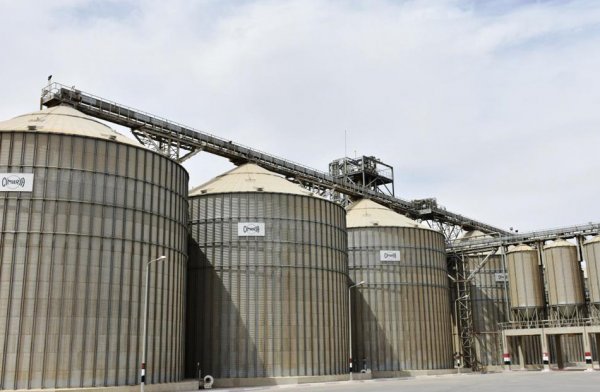 غرفة صناعة الحبوب تعلن نجاح موسم القمح هذا العام واستلام الحكومة 4.2 مليون طن