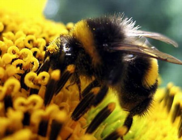 دراسة: النحل الطنان يتعلم حل الألغاز من أقرانه