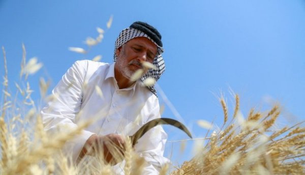 العراق: مشتريات القمح تكفي لمدة شهرين