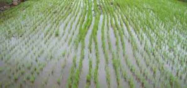 رئيس مصلحة الري: تم زراعة 30ألف فدان أرز بمحافظة كفر الشيخ