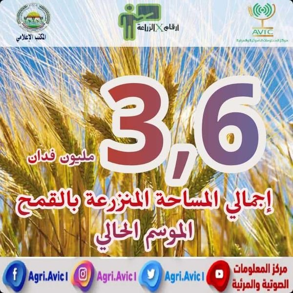 تعرف على أهم الأرقام الخاصة بمحصول القمح فى مصر