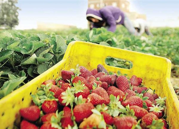 تصديري الصناعات الغذائية: 290 مليون دولار صادرات الفراولة المجمدة خلال 10 أشهر