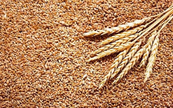 التموين: احتياطي القمح يكفي 4.3 شهر والسكر 5.3 شهر