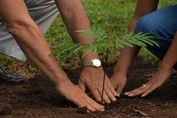 مبادرة رئاسية جديدة لزراعة 100 مليون شجرة بالتزامن مع قمة المناخ