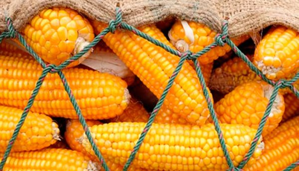 الاتحاد الأوروبي يتوقع هبوط محصول الذرة الأوكراني 24% هذا العام